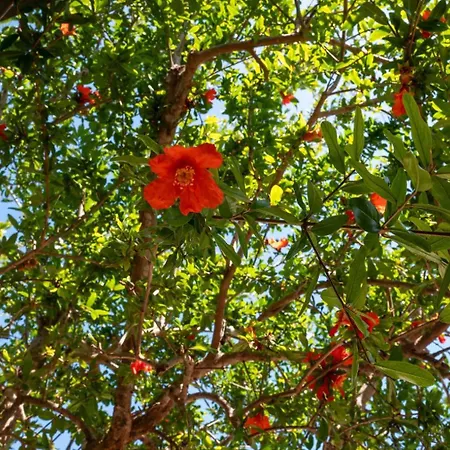 Апартаменты Giardino Sul Mare