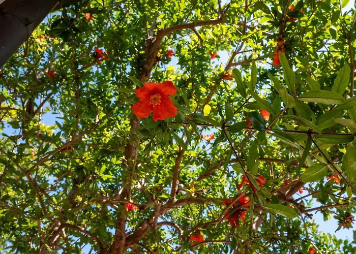 Apartment Giardino Sul Mare